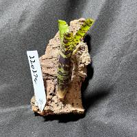 hook mounted bromeliad