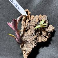 multiple bromeliads with hook
