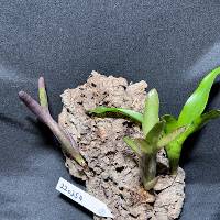 multiple hook mounted bromeliads