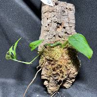 Monstera Adansonii with moss hook mount 
