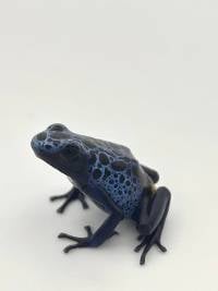 Dendrobates tinctorius 'Azureus' Az02