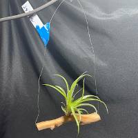 Hanging air plant on manzanita