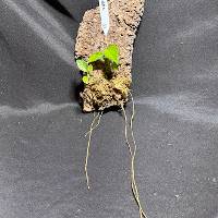 pothos with moss and hook