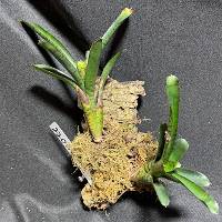 multiple bromeliads with moss with hook