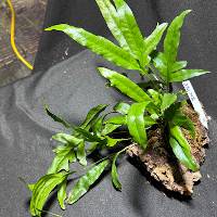 Wart fern with live moss