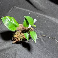 Jade Pothos with moss