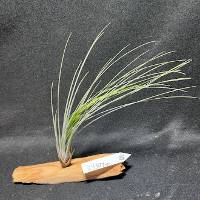 Large air plant on manzanita