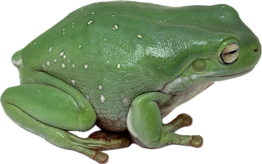 Snowflake White's Tree Frog