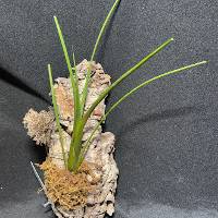 air plant with moss medley