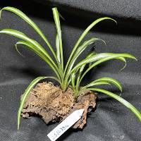 Spider plant with moss