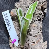 Hook mounted Bromeliad 