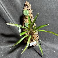 Bromeliad and Scindapsus with moss & hook mount
