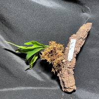 Staghorn fern with moss and hook mount