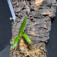 Hook mounted Orchid with live moss