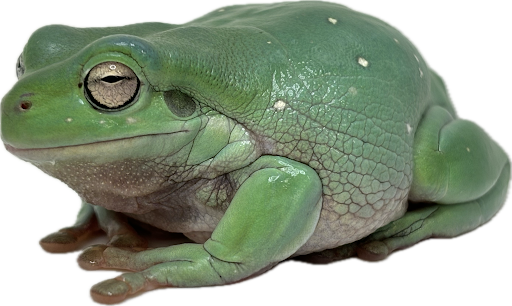 Snowflake White's Tree Frog