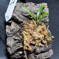 Orchid with live moss hook mount