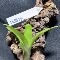 Hook mounted Bromeliad 