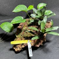 Tweedle dee bromeliads & night spot pothos with live moss