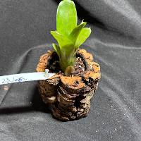 bromeliad in cork planter