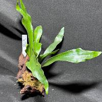 Staghorn fern with live moss on driftwood