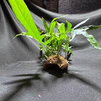 wart fern with live moss
