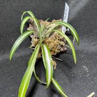 spider plant with moss hook mount