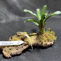 Bromeliad and spider plant with moss