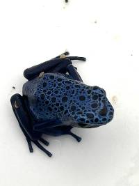 Dendrobates tinctorius 'Azureus'- Wattley Line WAZ05