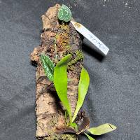 Staghorn Fern with Scindapsus & live moss