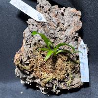 Hook mounted Orchid with live moss