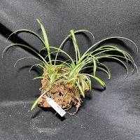 Spider plant duo with moss and hook