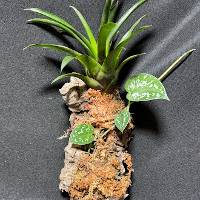 Scindapsus and bromeliad growers choice with moss and hook