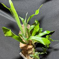 Staghorn fern and ajuga chocolate chip with moss and hook