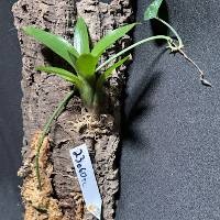 Bromeliad and Scindapsus with moss and hook mount
