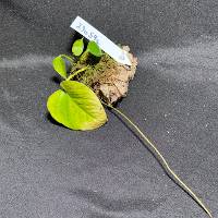 pothos with live moss