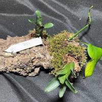 Bromeliad duo with Pothos & live moss