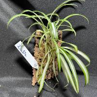 spider plant duo with moss and hook