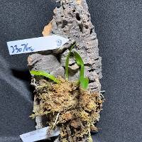 Orchid with moss hook mount