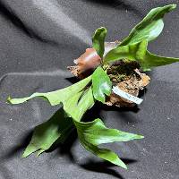 Staghorn fern with live moss