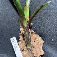 Bromeliad with hook mount