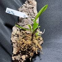 Orchid with live moss hook mount