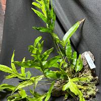 Wart Fern with live moss