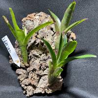 Bromeliad trio w/ hook mount