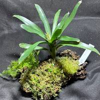 Bromeliad, Shingle plant and fern with live moss