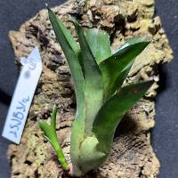 Hook mounted Bromeliad