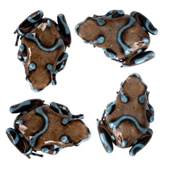 Dart Frog 4-Packs