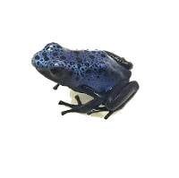 Dendrobates tinctorius 'Azureus'- Wattley Line WAZ06