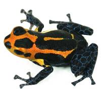 Ranitomeya imitator 'Varadero' TADPOLE - Mimic Poison Dart Frog