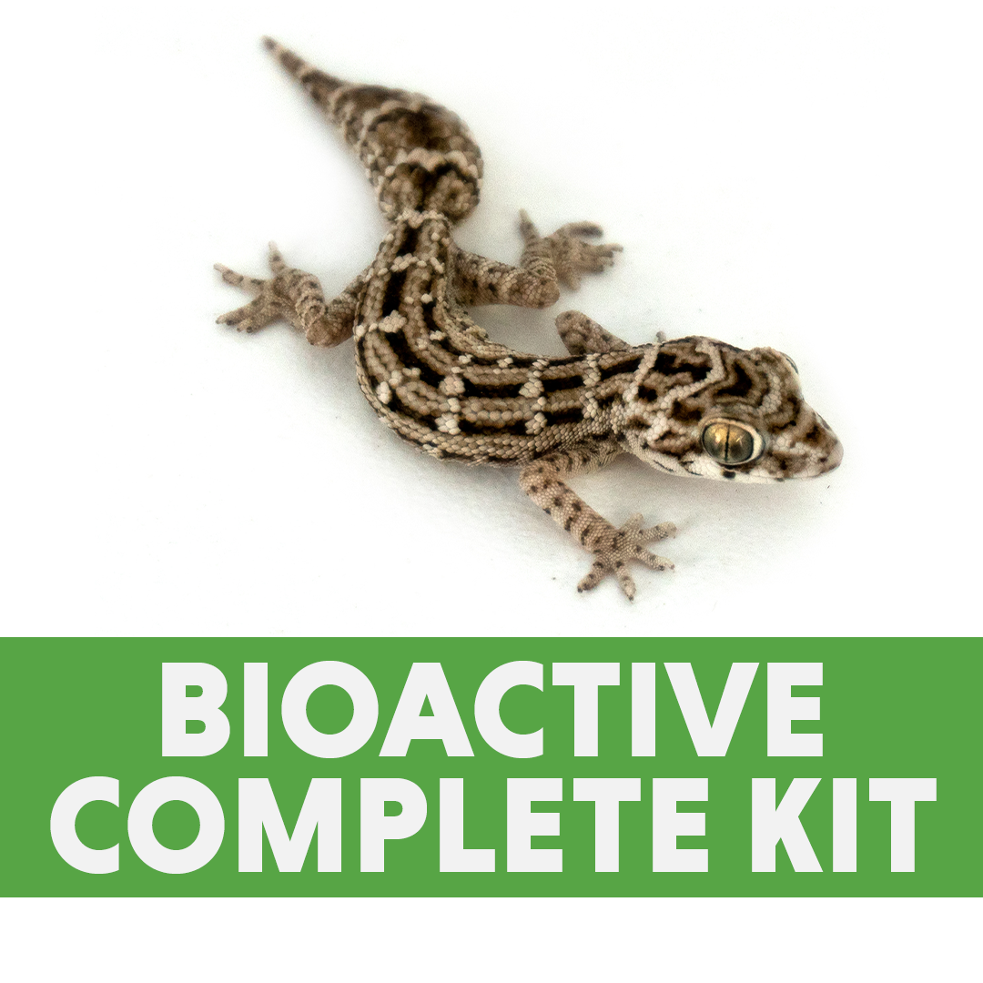 Viper Gecko BIOACTIVE Complete Kit (24x18x18)