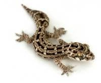 Viper Gecko - Hemidactylus imbricatus (Captive Bred)